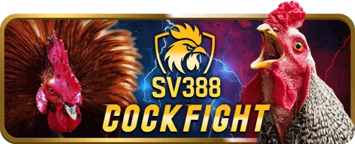 Đá gà Thomo trực tiếp từ trường gà uy tín tại mv888 win